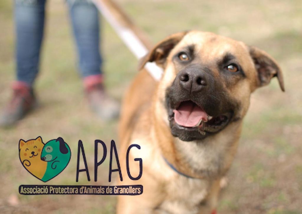 Uneix-te a la lluita per la protecció animal i ajuda a crear més finals feliços com aquest. Dona suport a APAG avui mateix!
