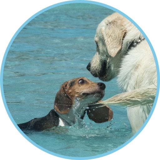 Gaudeix d´un dia d´estiu ple de diversió al costat del teu gos a Aquapark Canino Gossos d´Aigua.